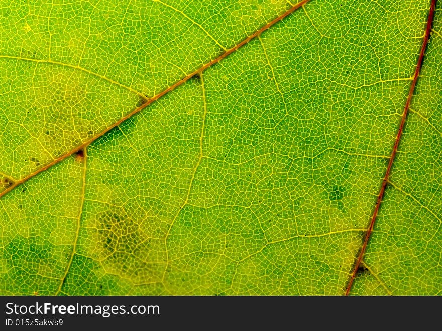 A background texture of a green leaf with veins. A background texture of a green leaf with veins