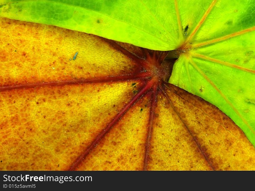 LeafTexture2