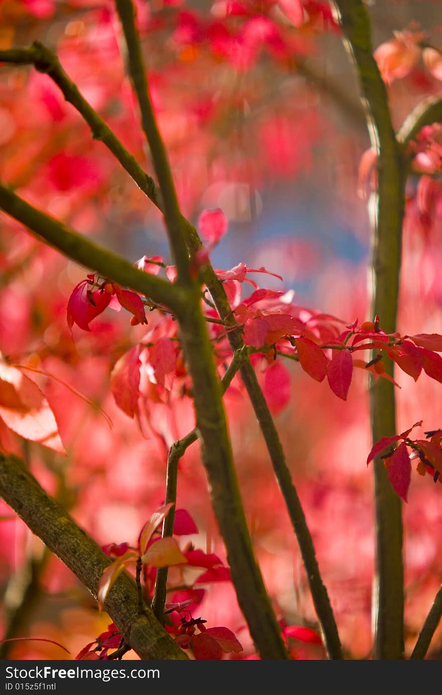 A shot of some red leaves inside a bush