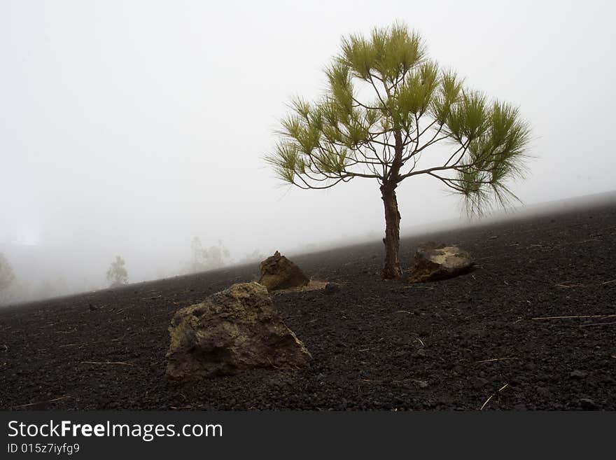 In the mountains of La Palma, Canary Islands. In the mountains of La Palma, Canary Islands