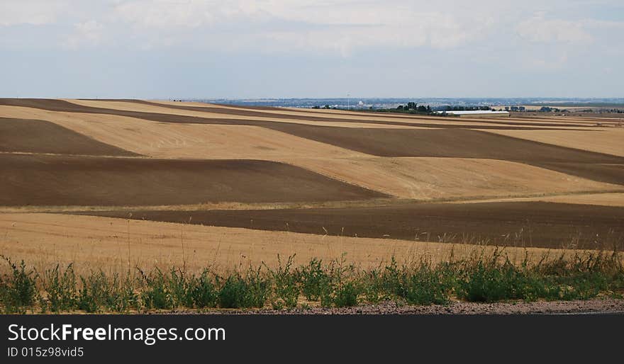 Strip croping fields of wheat on the farm.