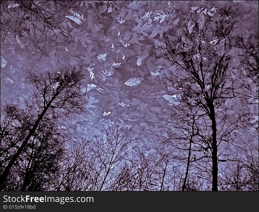 Reflection of trees and sky in mountain pond. Reflection of trees and sky in mountain pond