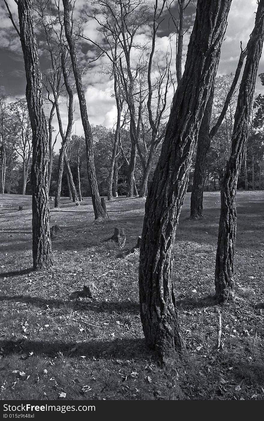 Monochrome image of autumn trees in late afternoon