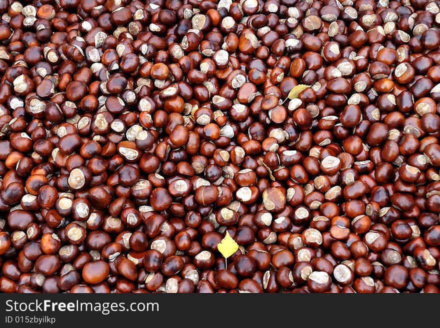 A lot of round faces - the yield of chestnuts in the autumn.