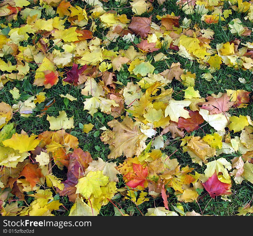 Autumn leaves on the ground. September. Saint-Petersburg. Autumn leaves on the ground. September. Saint-Petersburg.