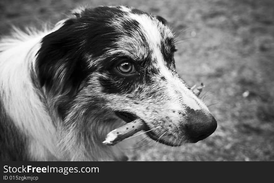 Dog With Stick