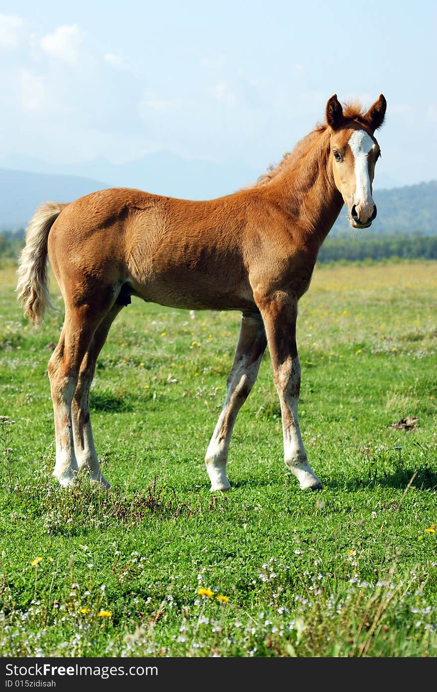 The Redhead foal with beard.