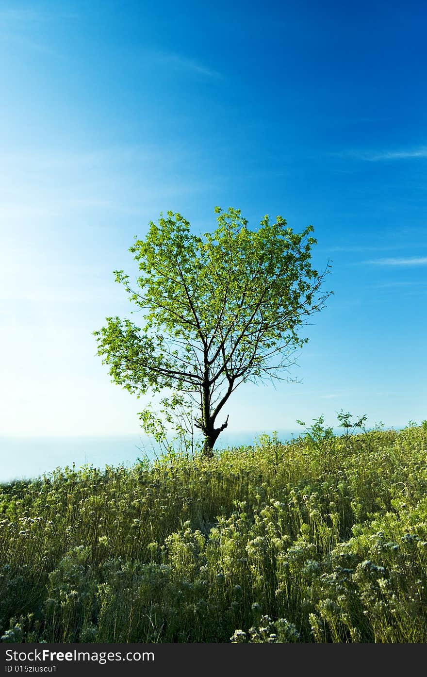 Tree and sky