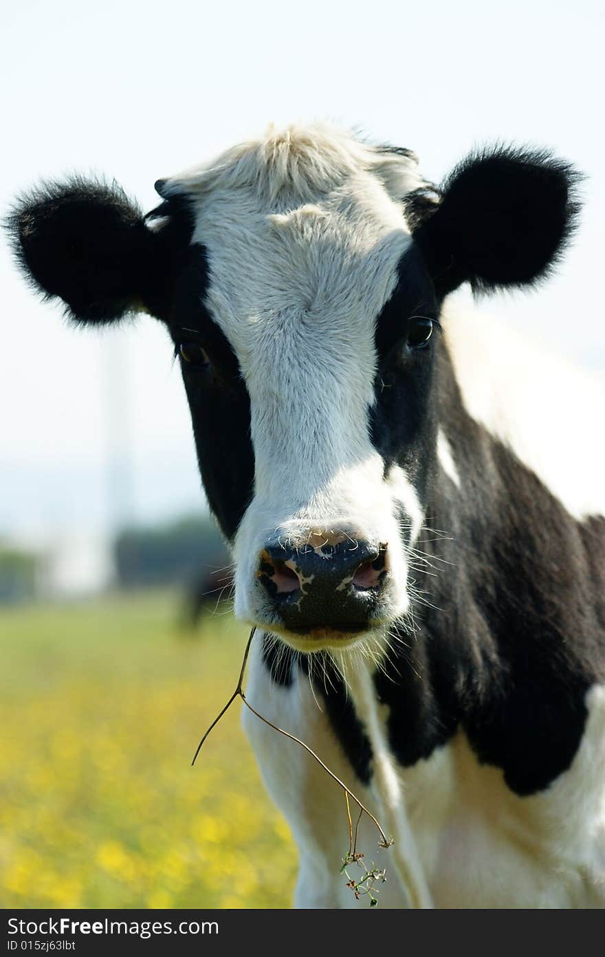 Curious calf on green meadow. Curious calf on green meadow