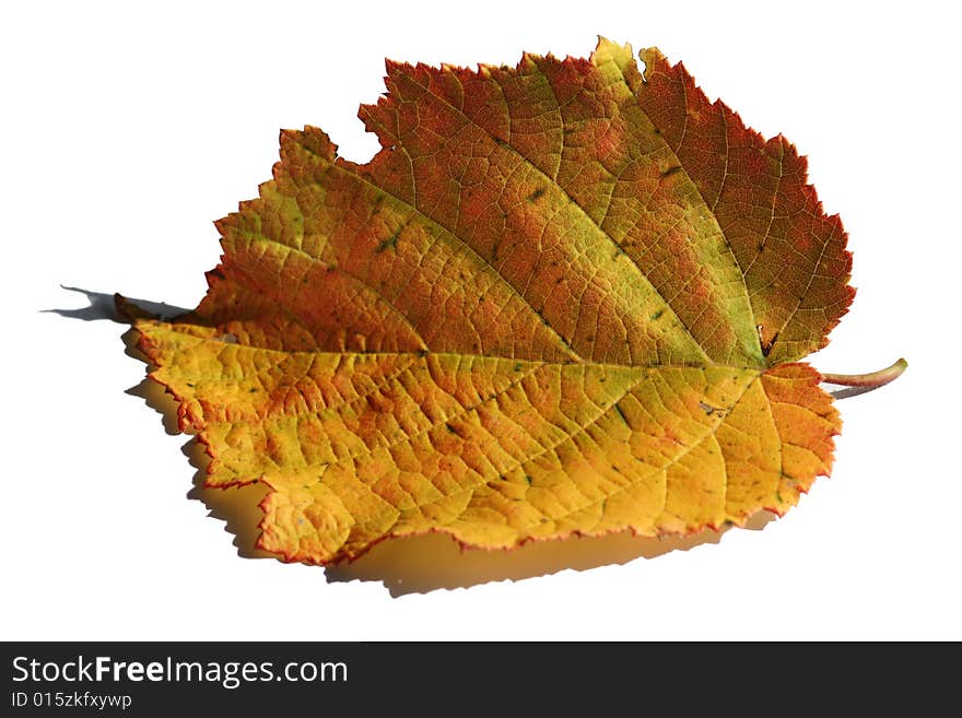 Golden and red leaf isolated against white. Golden and red leaf isolated against white.