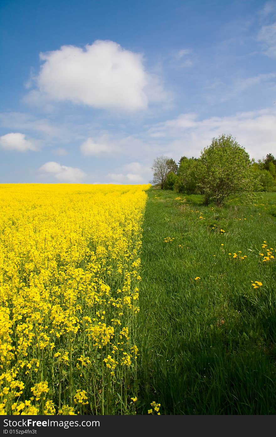 Yellow-green meadow under blue cloudy sky