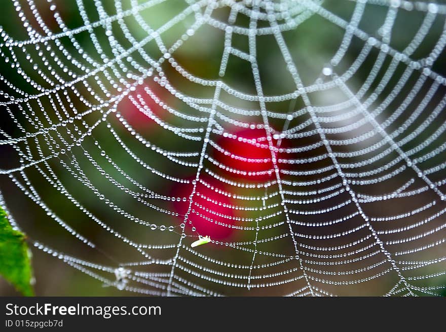 Spider web with dewdrops in autumn garden(shallow depth of field). Spider web with dewdrops in autumn garden(shallow depth of field)