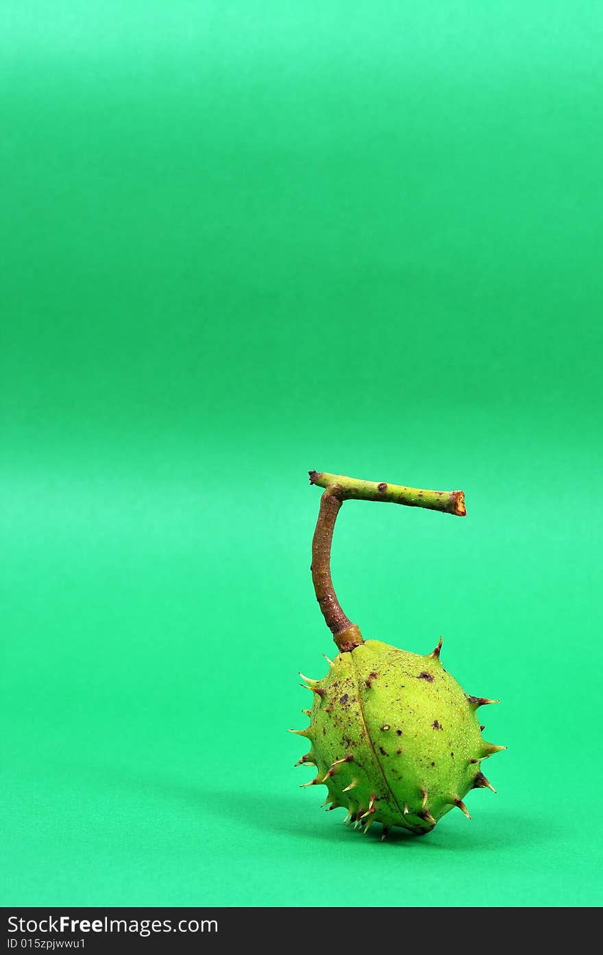 Image of a chestnut isolated on green background. Image of a chestnut isolated on green background