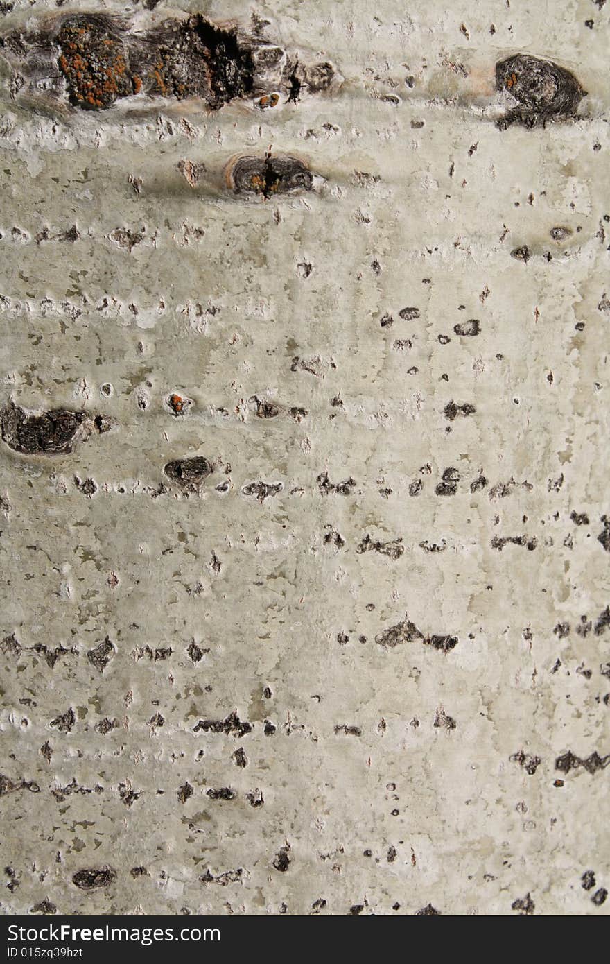 Background of bark if a birch tree. Background of bark if a birch tree.