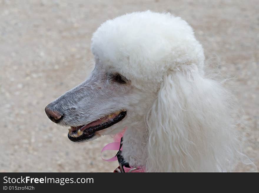 Closeup of a full sized white dignified poodle