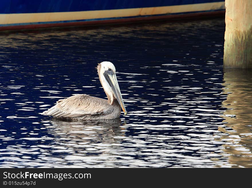 A pelican at Teachs' Lair Marina located in Outer Banks, North Carolina. A pelican at Teachs' Lair Marina located in Outer Banks, North Carolina