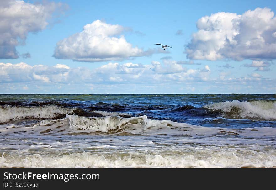 Sea bird sun water nature tide sky surf