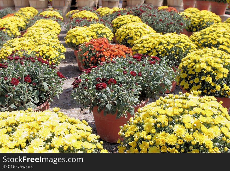 Autumn Mums