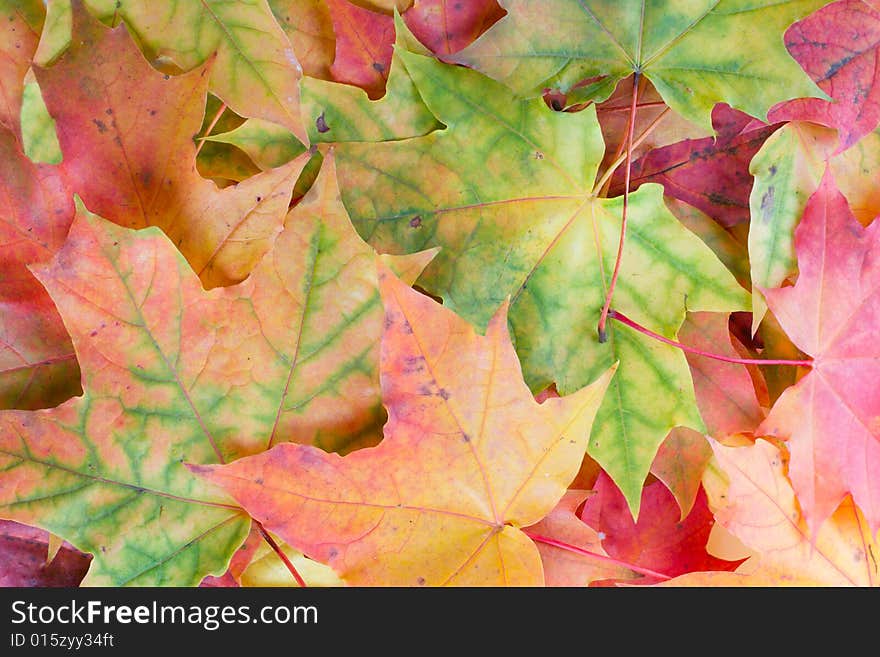 Background from various color maple leaves. Background from various color maple leaves