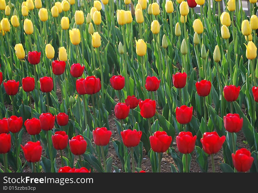 In the season of blooming tulips, beautiful tulips in the park to play brought the people to enjoy fresh