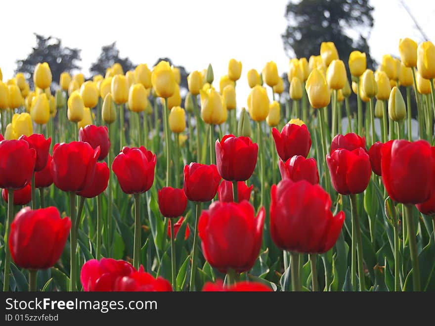 In the season of blooming tulips, beautiful tulips in the park to play brought the people to enjoy fresh