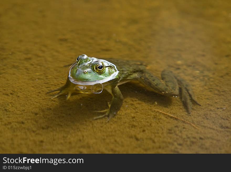 Frog