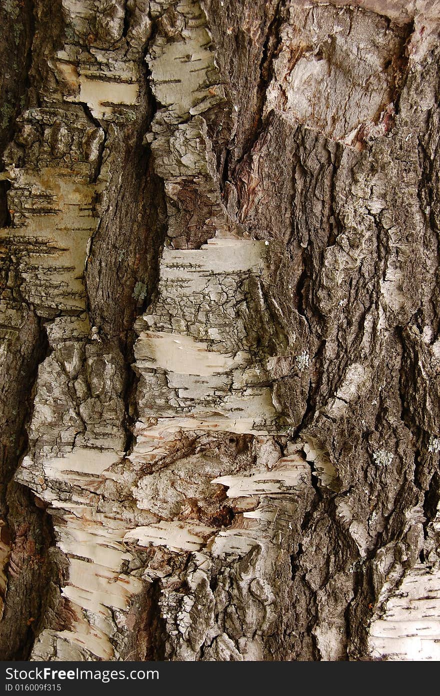 Birch Bark