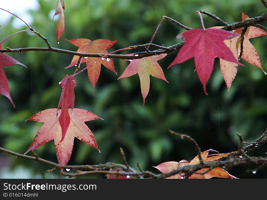 A branch of red maple leaves in autumn. A branch of red maple leaves in autumn.