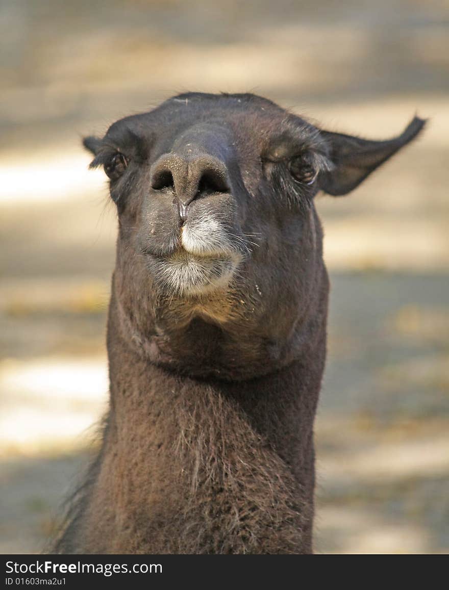 Close up of the black lama head