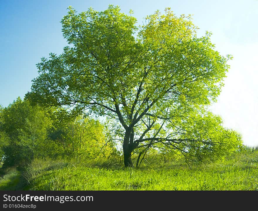 Tree and sky