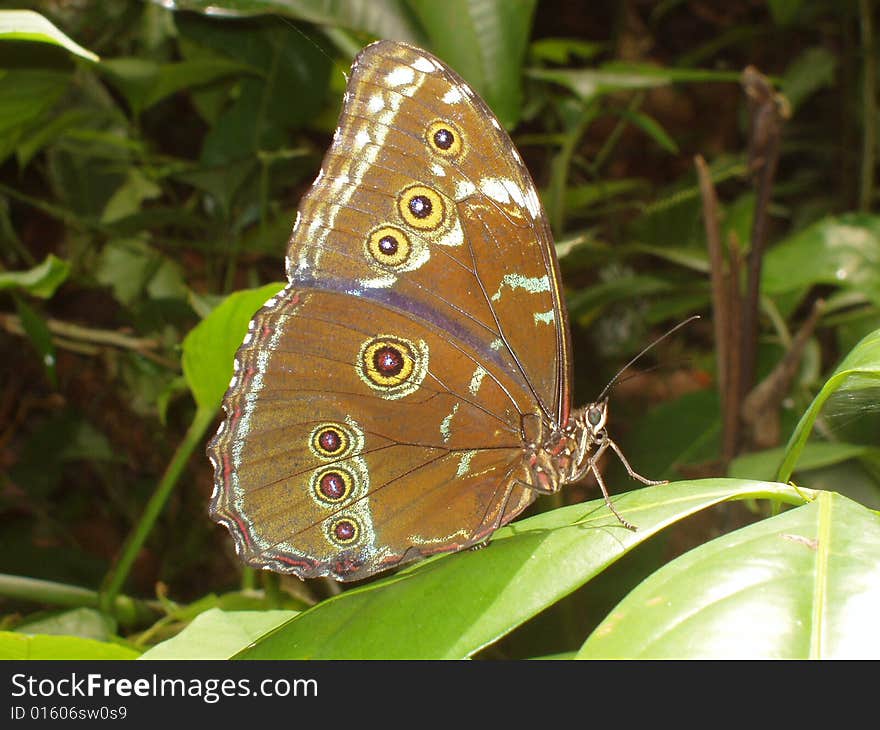 Butterfly Giant in Rainforest