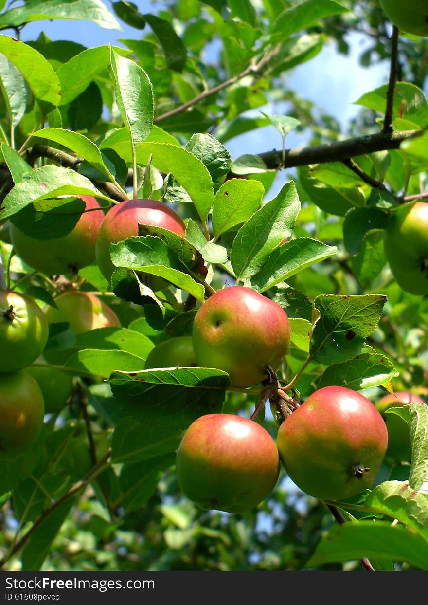 Branch with a unripe apples. Branch with a unripe apples