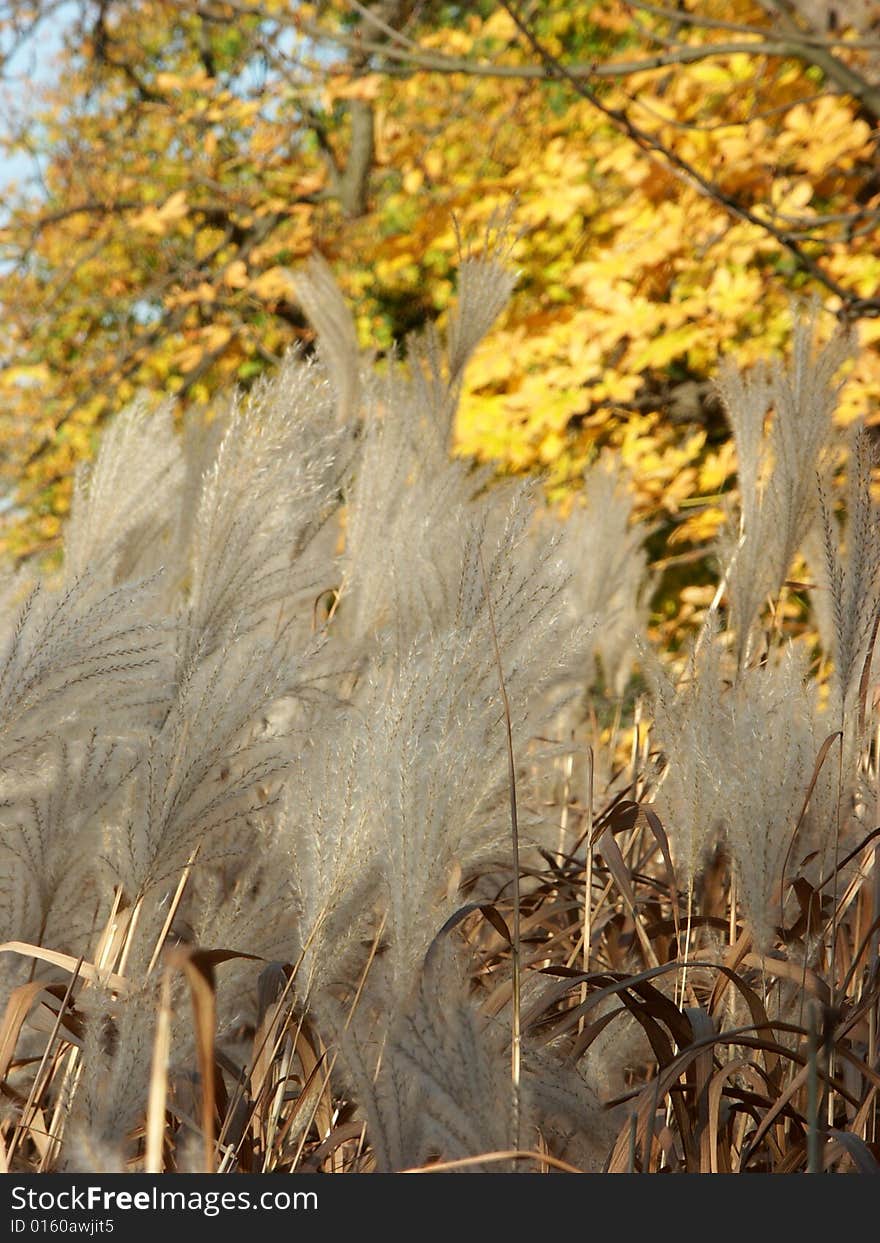 Autumn yellow background