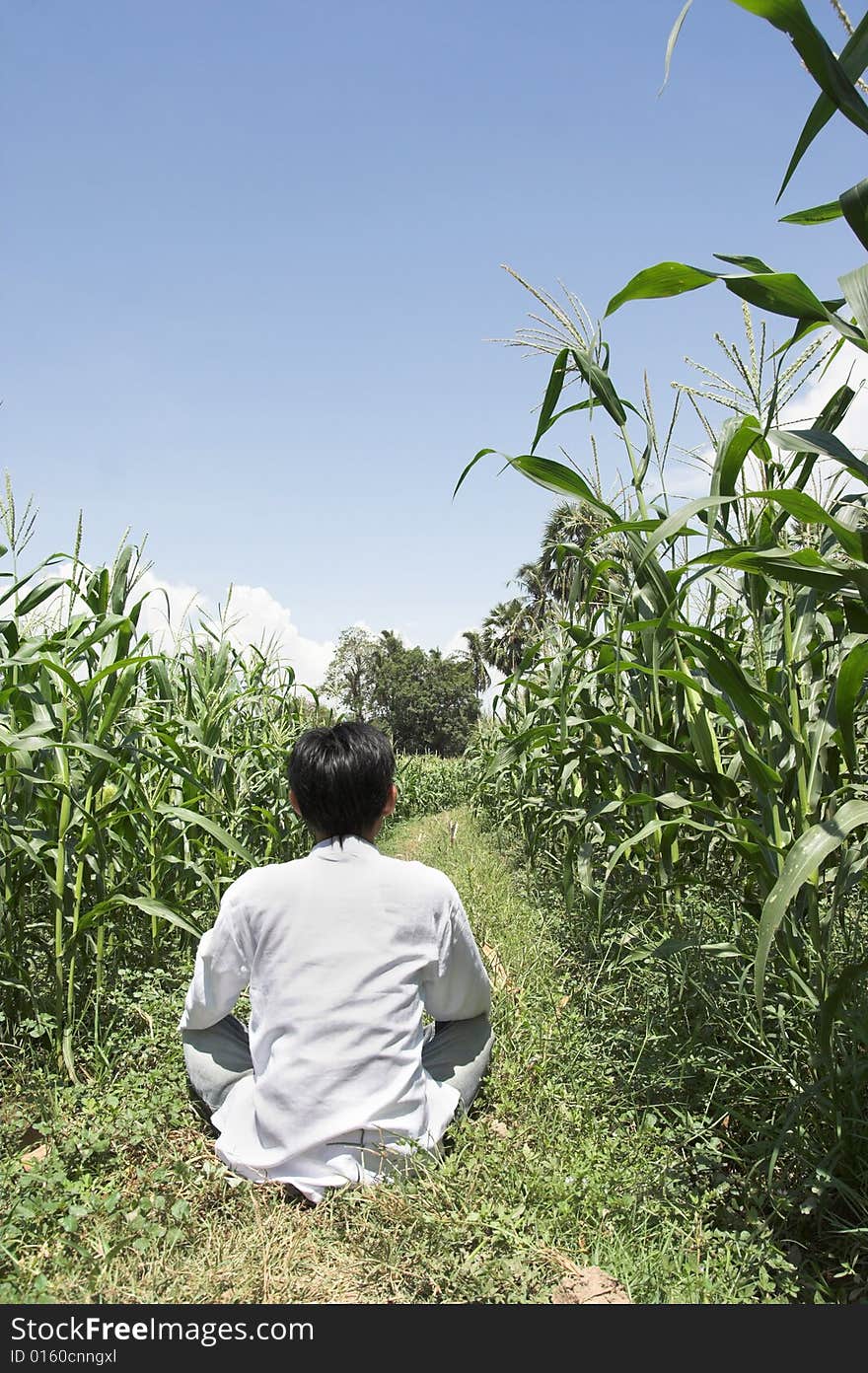 Man sitting in corn farm. Man sitting in corn farm