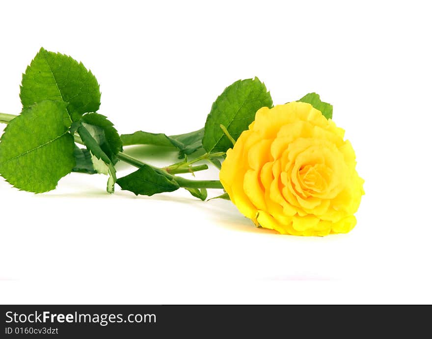 Yellow rose close-up isolated on white background