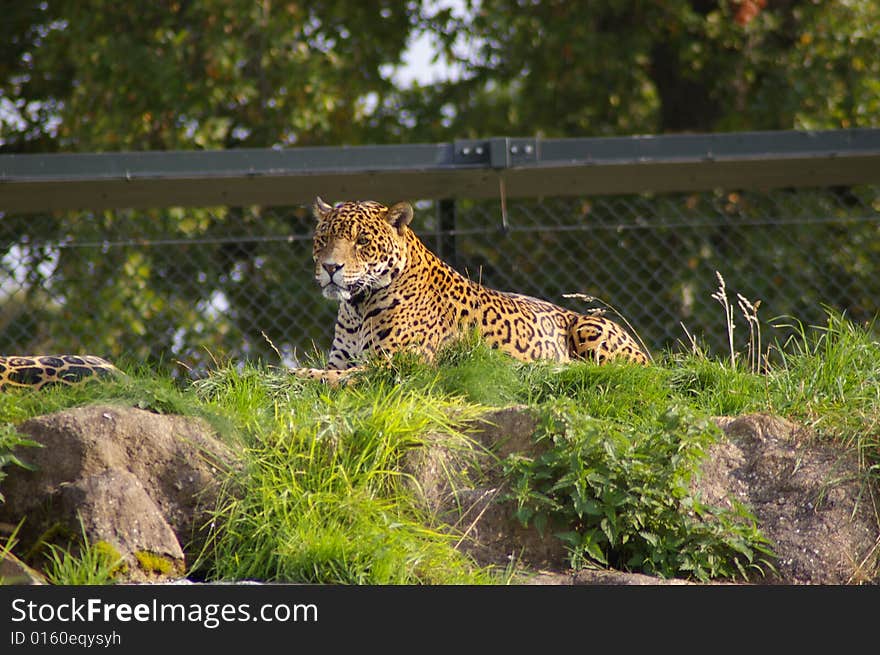 Jaguar basking in miday sun