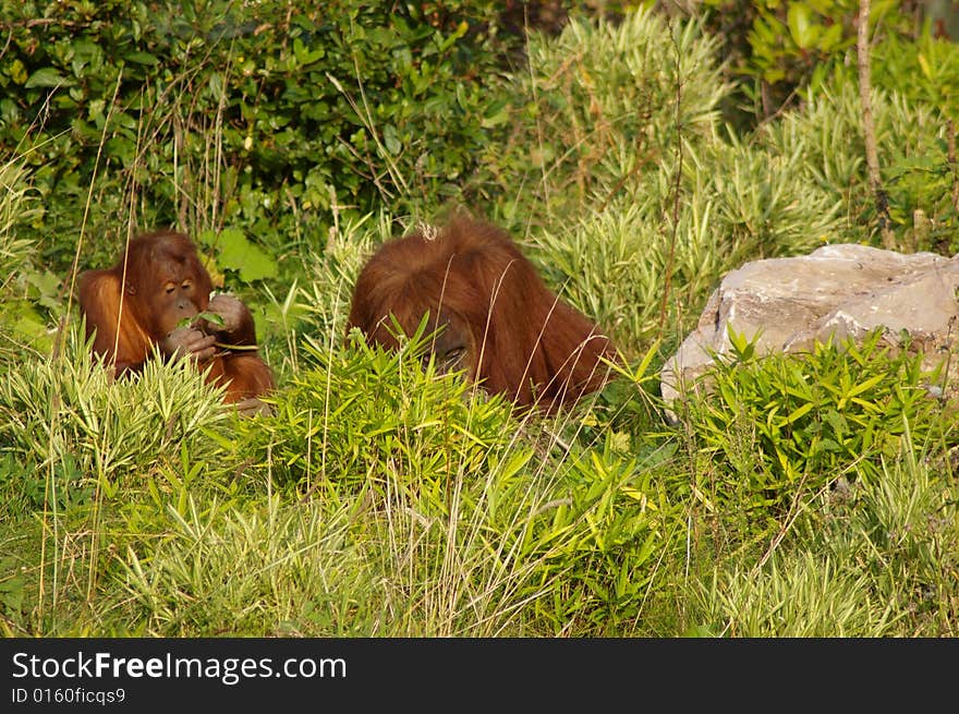 Orangutan