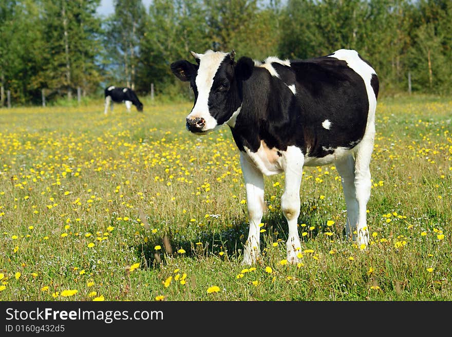 Curious calf on green meadow. Curious calf on green meadow