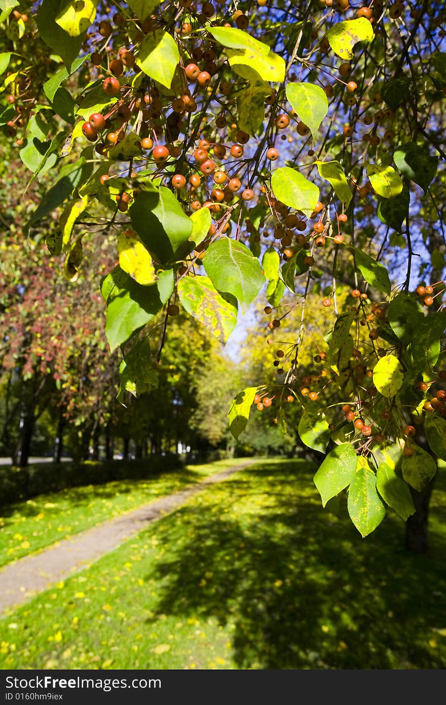 A tree with red berries in autumn park at sunny day