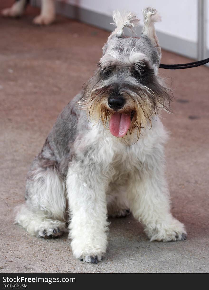 A small sturdy dog of an ancient breed originating in China, having a snub nose, a wrinkled face, a squarish body, short smooth hair, and a curled tail. A small sturdy dog of an ancient breed originating in China, having a snub nose, a wrinkled face, a squarish body, short smooth hair, and a curled tail.