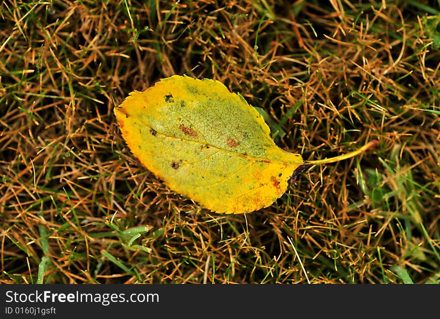 Autumn fall with rain drops, shallow DOF, focus on the leaves. Autumn fall with rain drops, shallow DOF, focus on the leaves