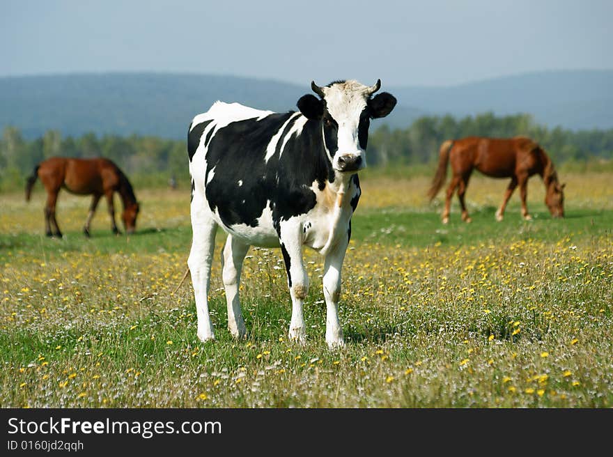 Curious calf on green meadow. Curious calf on green meadow