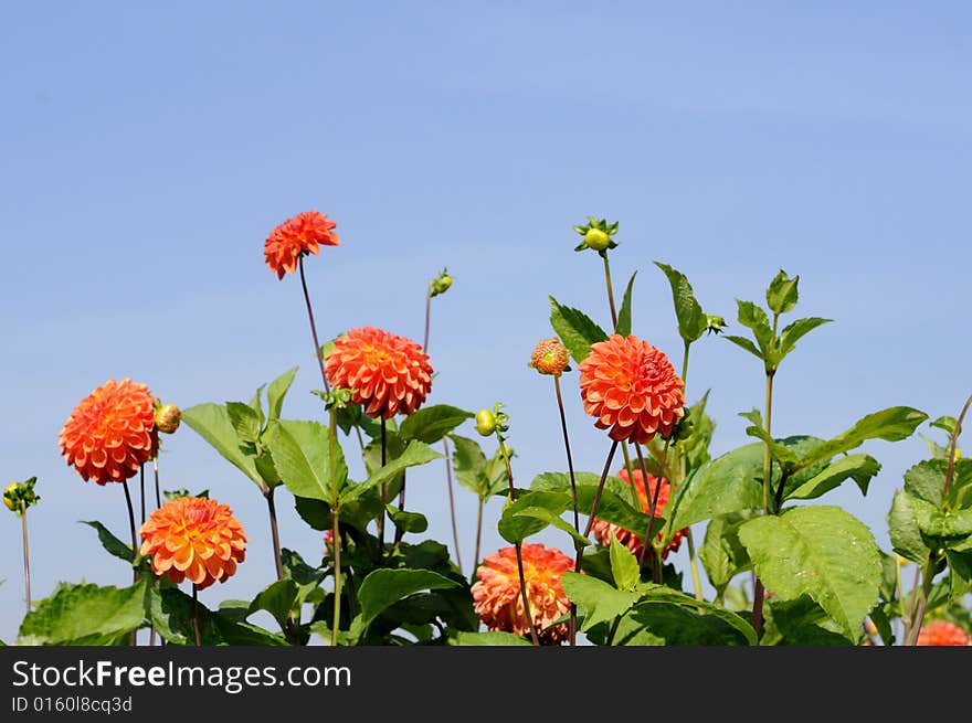 Dahlias in the sunshine