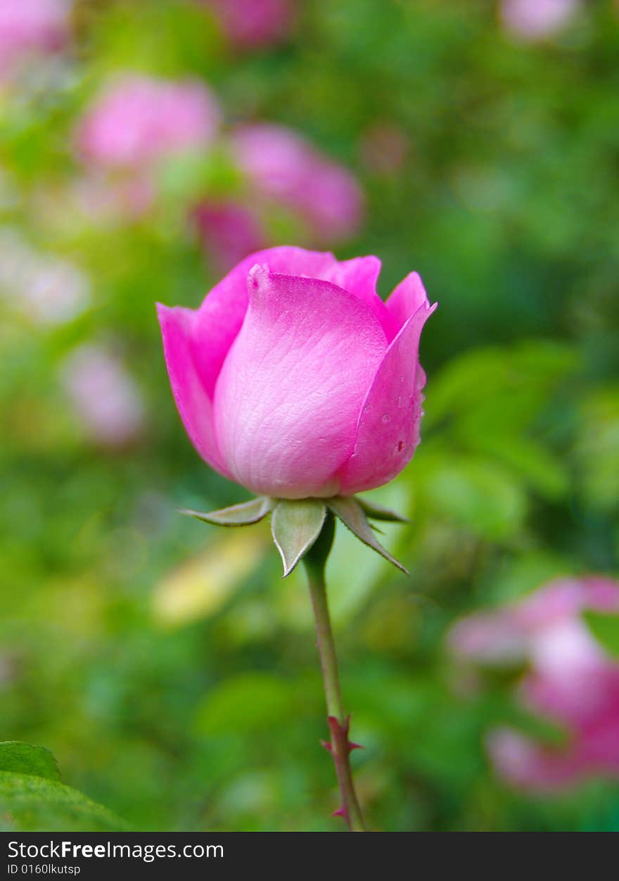 Beautyl fresh pink rose in green garden. Beautyl fresh pink rose in green garden