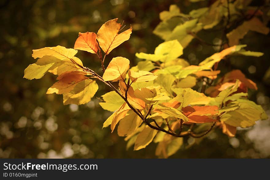 A lonely branch glowing in autumn light