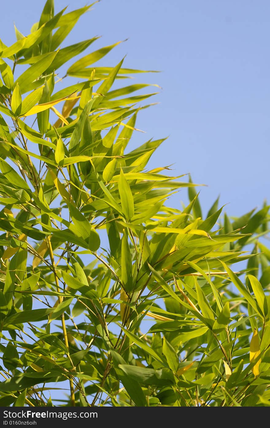 Lush bamboo leaves against a bright blue sky