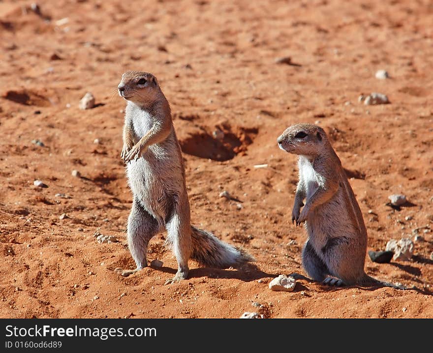 Ground Squirrels in the Kalahari Desert, South Africa. Ground Squirrels in the Kalahari Desert, South Africa