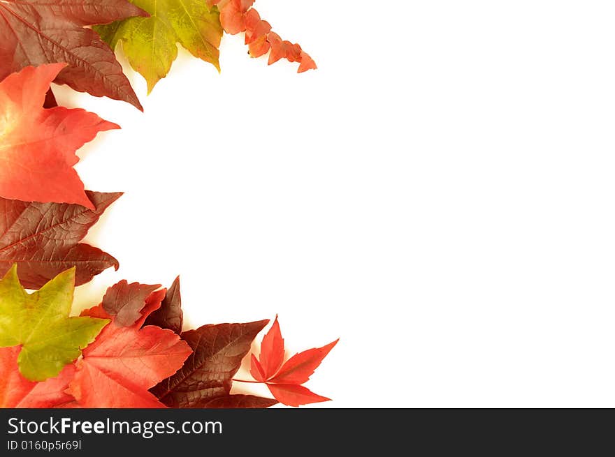 A selection of vibrant autumn leaves against a white background. A selection of vibrant autumn leaves against a white background