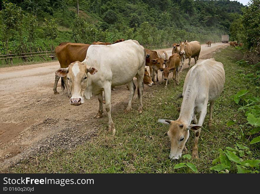 Main street in Laos, bad condition of the street and cattle as an obstacle