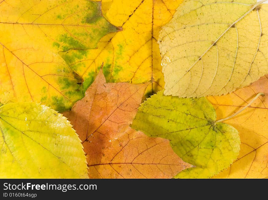 Autumn leaves with raindrops